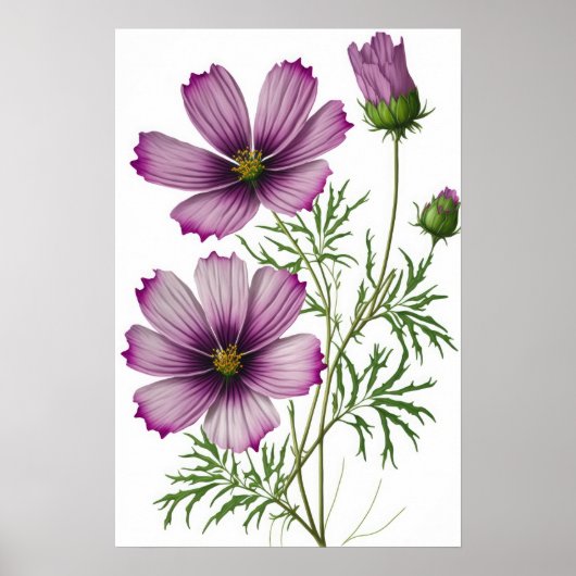 Paarse Kosmos Bloemen Art Print Poster (Voorkant)