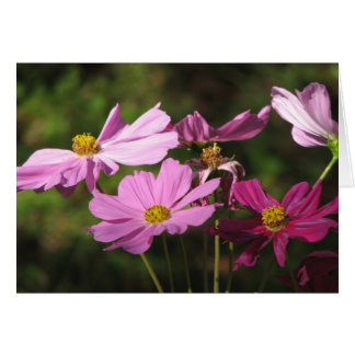 Paarse kosmos Flowers Card