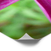 Paarse kosmos Wilde bloem Poster (Hoek)