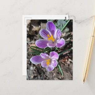 Paarse Krokus Eerste Lente Bloemen 2026 Briefkaart