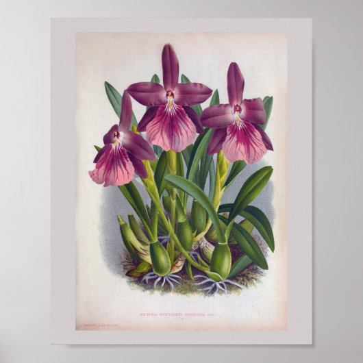  Paarse Lady Orchids Miltonia Spectabilis Poster (Voorkant)
