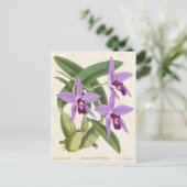 Paarse Laelia Orchid Botanisch Briefkaart (Staand voorkant)