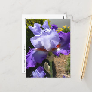 Paarse & Lavendel Bearded Iris Briefkaart