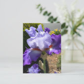 Paarse & Lavendel Bearded Iris Briefkaart (Staand voorkant)