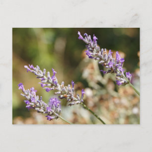 Paarse lavendel bloemen briefkaart