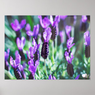 Paarse lavendel bloemen poster