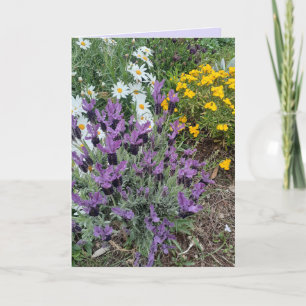 Paarse Lavendel & Madeliefje Bloemige Groeten Kaart