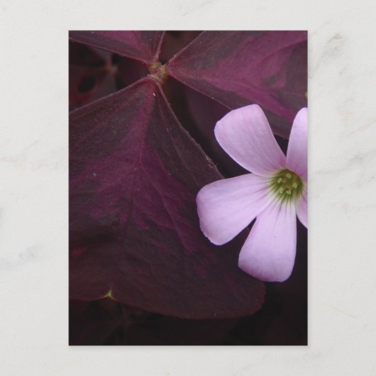 Paarse Leaf Shamrock Flower Briefkaart (Voorkant)