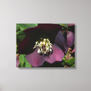 Paarse Lenten Roos Sneller Canvas Afdruk