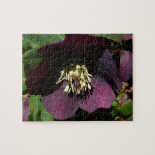 Paarse Lenten Roos Sneller Legpuzzel