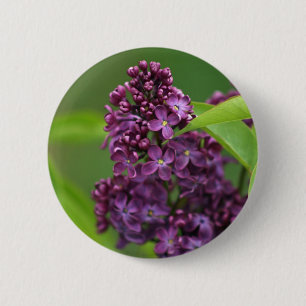 Paarse Lila Button