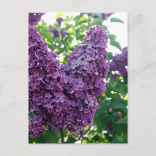  Paarse Lilacs Briefkaart