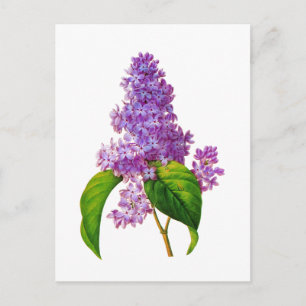 Paarse Lilacs door Pierre-Joseph Redoute Briefkaart