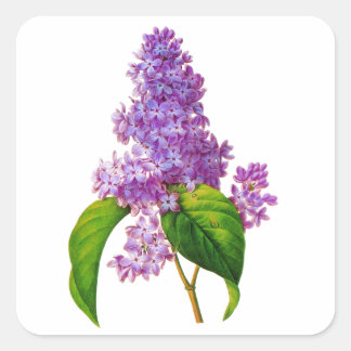 Paarse Lilacs door Pierre-Joseph Redoute Vierkante Sticker