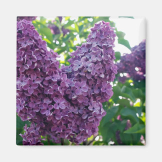 Paarse Lilacs Magnet Magneet