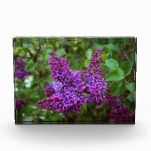 Paarse Lilacs op een lentedag Fotoblokken (Voorkant)