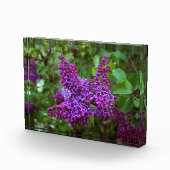 Paarse Lilacs op een lentedag Fotoblokken (Rechts)