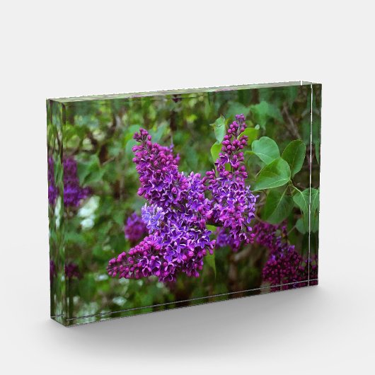 Paarse Lilacs op een lentedag Fotoblokken (Links)