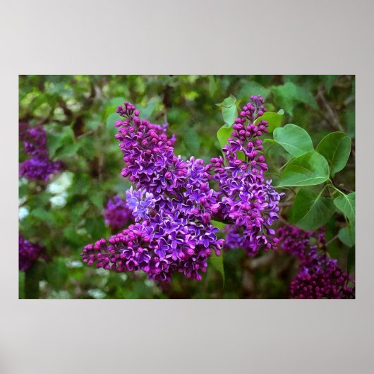 Paarse Lilacs op een lentedag Poster (Voorkant)