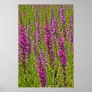 Paarse Loosestrife Poster