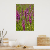 Paarse Loosestrife Poster (Keuken)