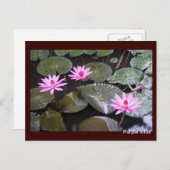 Paarse lotus briefkaart (Voorkant / Achterkant)