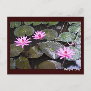 Paarse lotus briefkaart