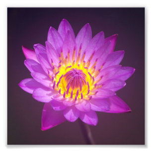 Paarse Lotus Flower Foto Afdruk