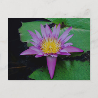 Paarse Lotus Flower met Lily Pad Post Card  Briefkaart