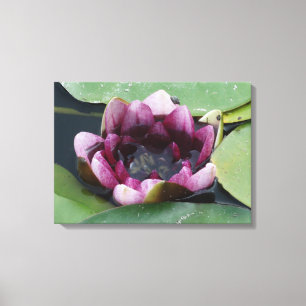 Paarse Lotus Photography Single Print