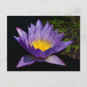 Paarse Lotus Waterlelie Briefkaart