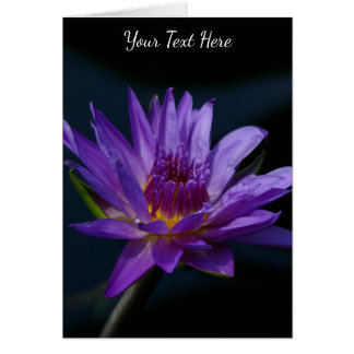 Paarse Lotus Waterlily