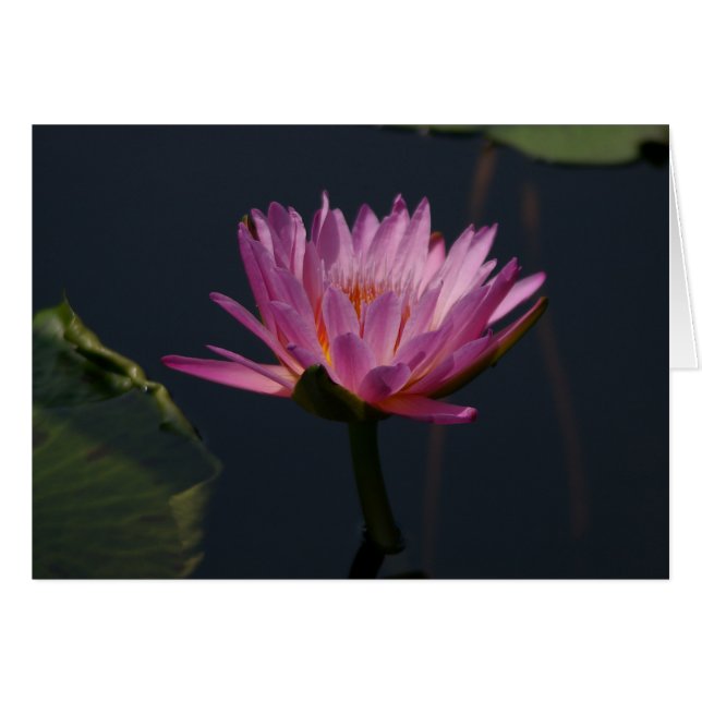 Paarse Lotus Waterlily Card (Voorkant Horizontaal)