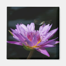 Paarse Lotus Waterlily Dragonfly magnet