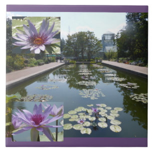 Paarse Lotusbloemen in Vijver Keramische Tegel Tegeltje