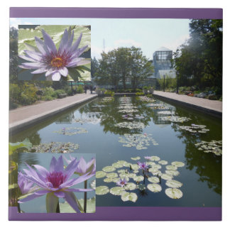 Paarse Lotusbloemen in Vijver Keramische Tegel Tegeltje