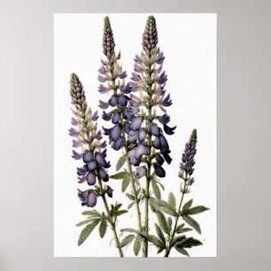 Paarse Lupine Flower Art Print Poster