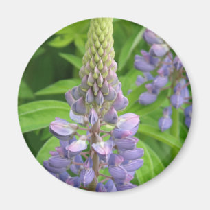 Paarse Lupine Flowers Magnet Magneet