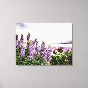 Paarse Lupins Flowers : Nieuw-Zeeland Canvas Afdruk