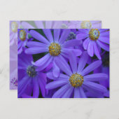 Paarse madeliefjes - Briefkaart #1 (Voorkant / Achterkant)