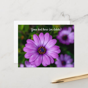 Paarse Madeliefjesbloem Ansichtkaart Briefkaart