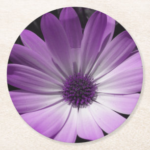 Paarse Margriet Bloem Papieren Onderzetters