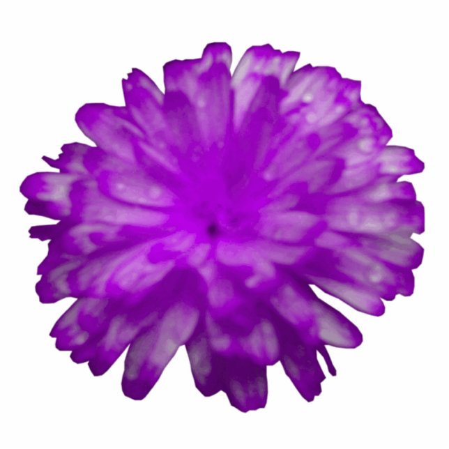 Paarse Marigold Photo Sculpture Staand Fotobeeldje (Voorkant)