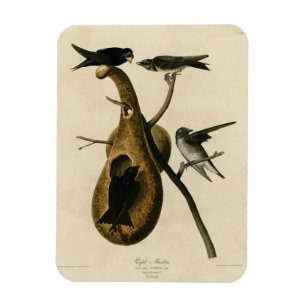 Paarse Martin uit Audubon's Birds of America Magneet