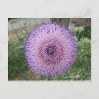 Paarse melk Thistle Briefkaart