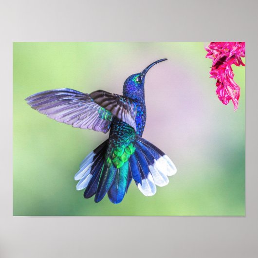 Paarse mensvogel vliegt in een Graceful Pose Poster (Voorkant)
