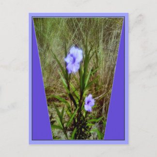 Paarse Mexicaanse Petunia Flowers Briefkaart