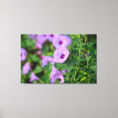 Paarse Morning Glory Canvas Afdruk (Voorkant)