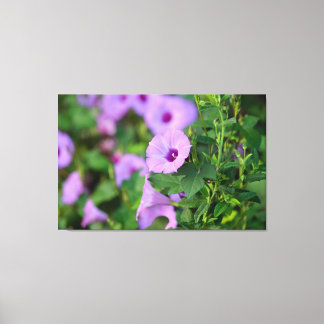 Paarse Morning Glory Canvas Afdruk