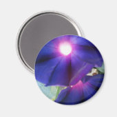 Paarse morning Glory Flower Magneet (Voorkant / Achterkant)